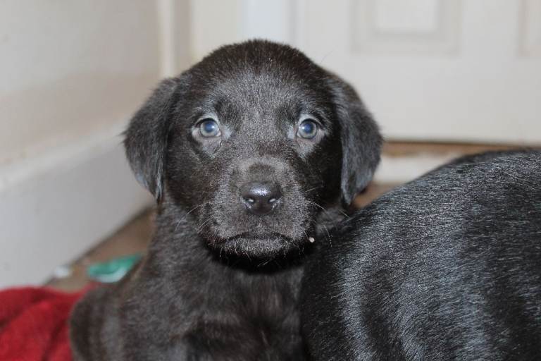 Rare Charcoal & Black Labrador Puppies
