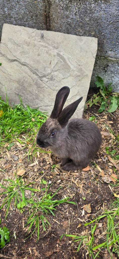Baby Rabbits