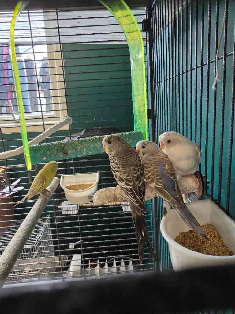 Gorgeous baby budgies ready now 