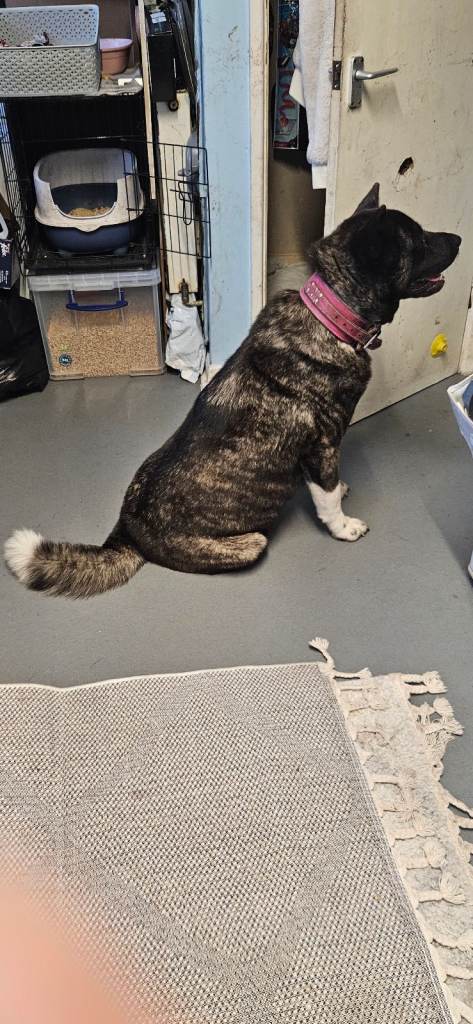 image for FULL BREED PEDIGREE AMERICAN AKITA WITH ALL PAPERS