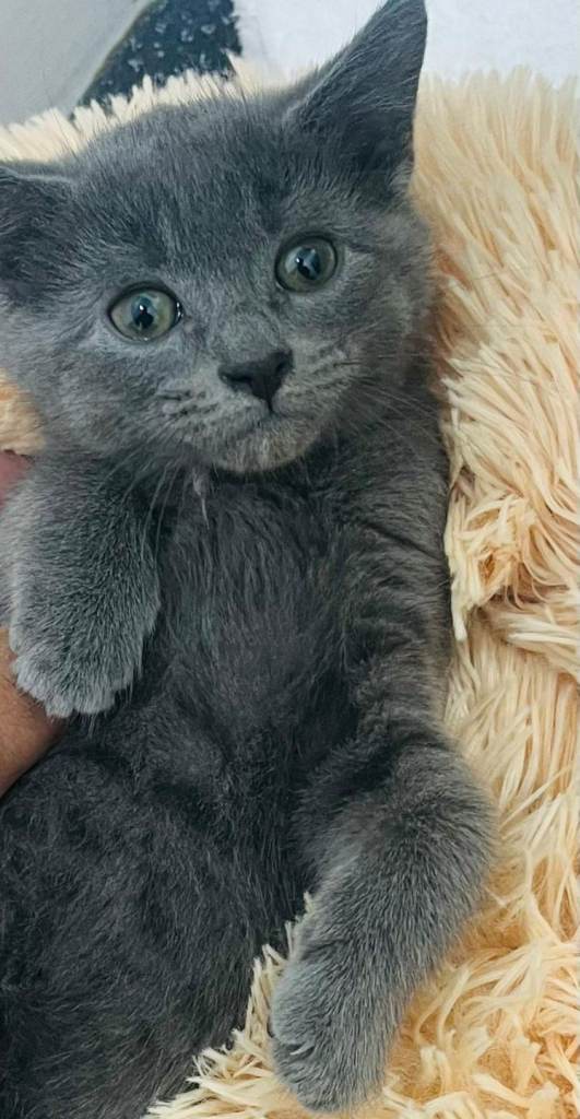 Absolutely gorgeous litter of Russian blue kittens ready now!