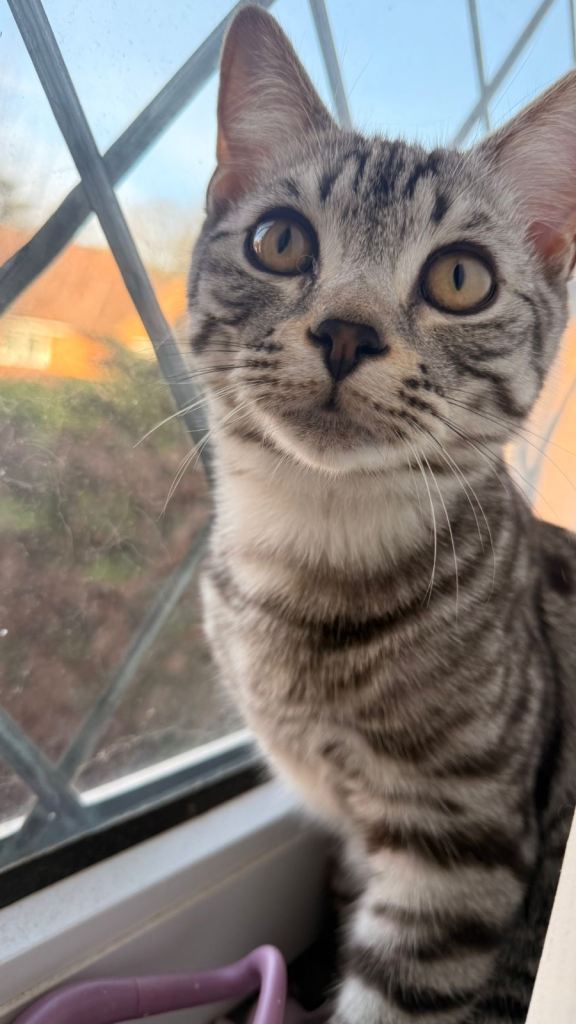 Stunning American Shorthair – Silver Tabby