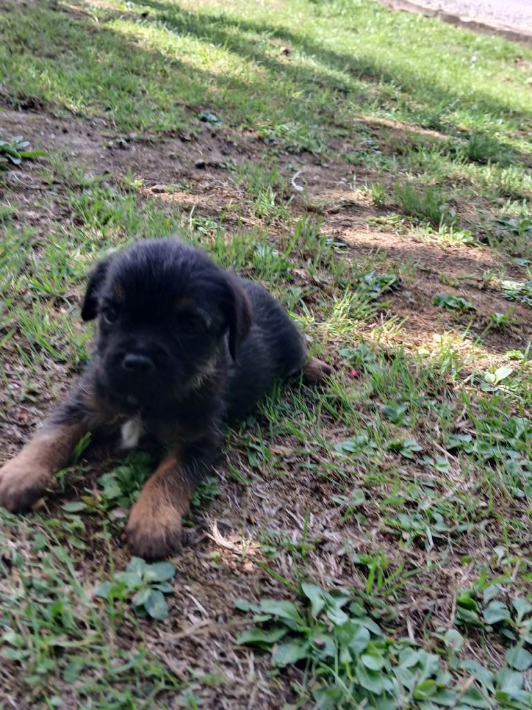 Border terrier puppies 