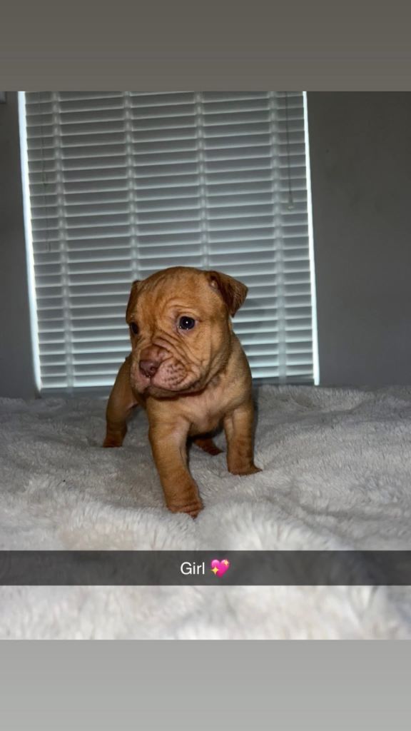 Mastiff mix 