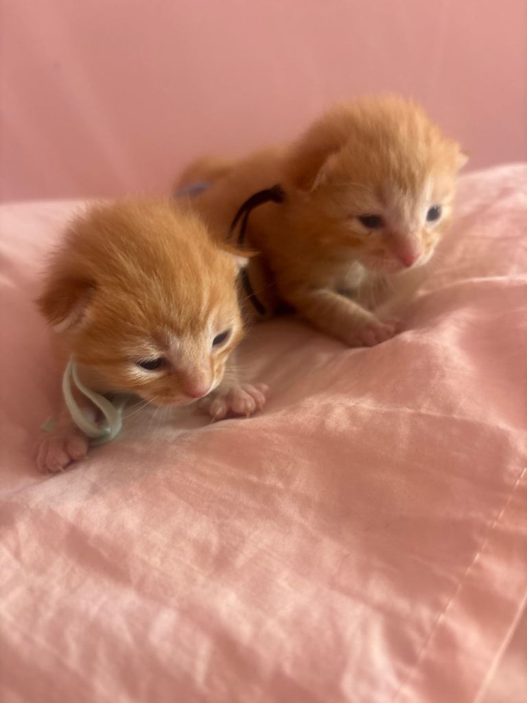 Half ragdoll  kittens for sale