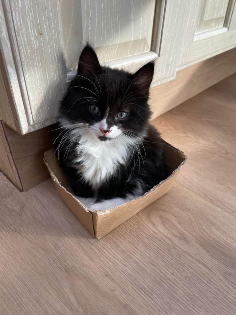 Beautiful kittens for sale 