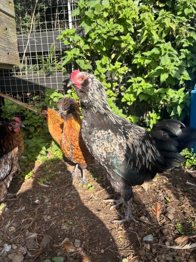 Rooster 