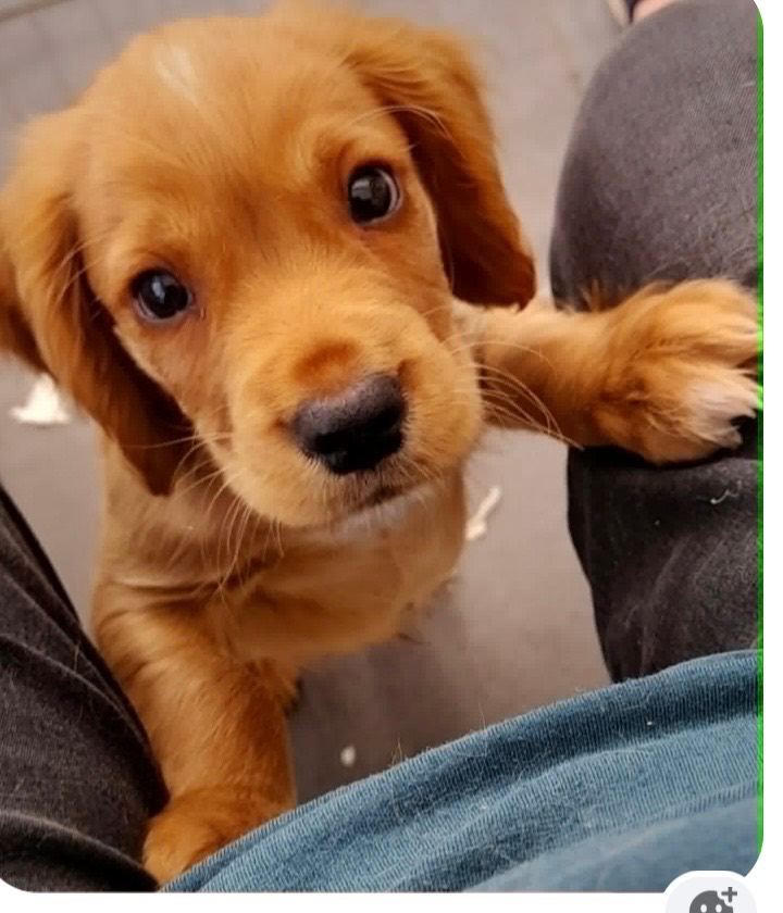 Cocker spaniel puppies 