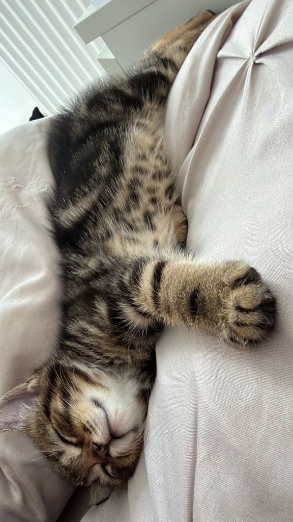 Kitten for sale Blackburn based!