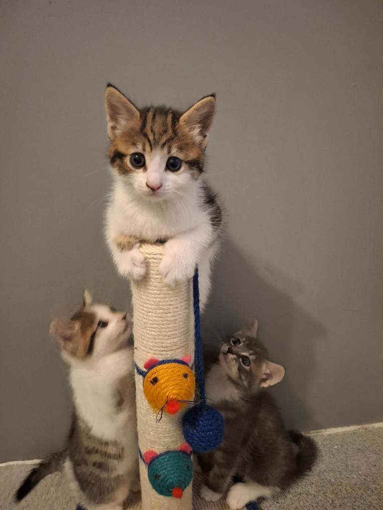 Kittens 