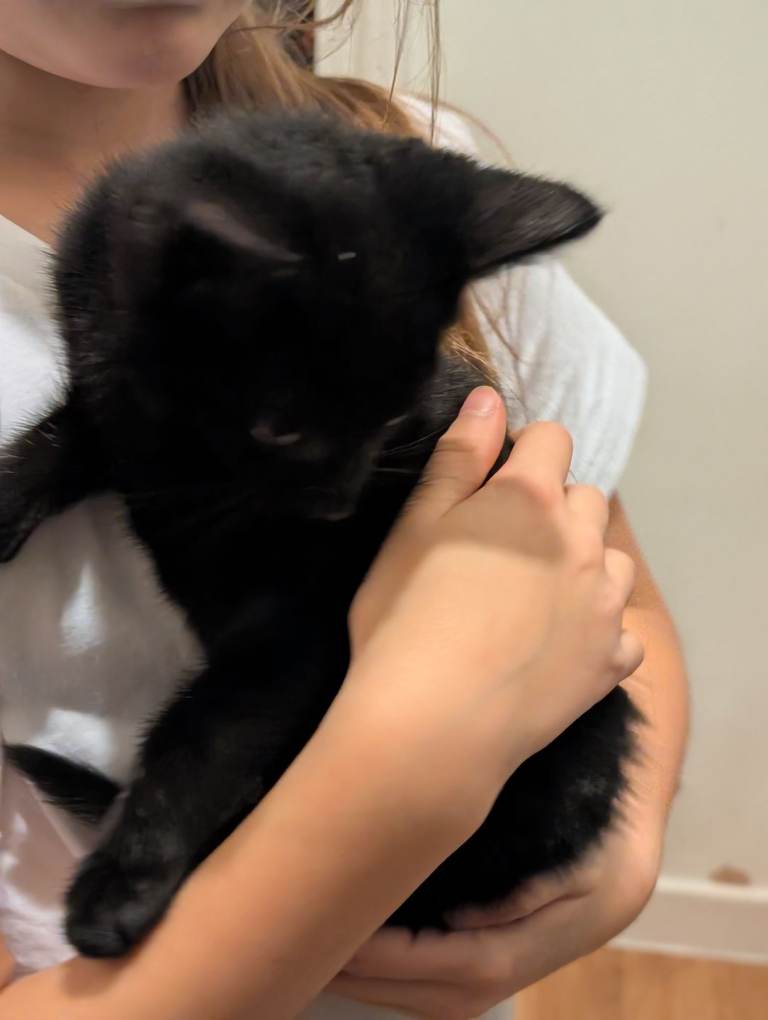 Kittens. 2 beautifull brown with black stripes females for sale