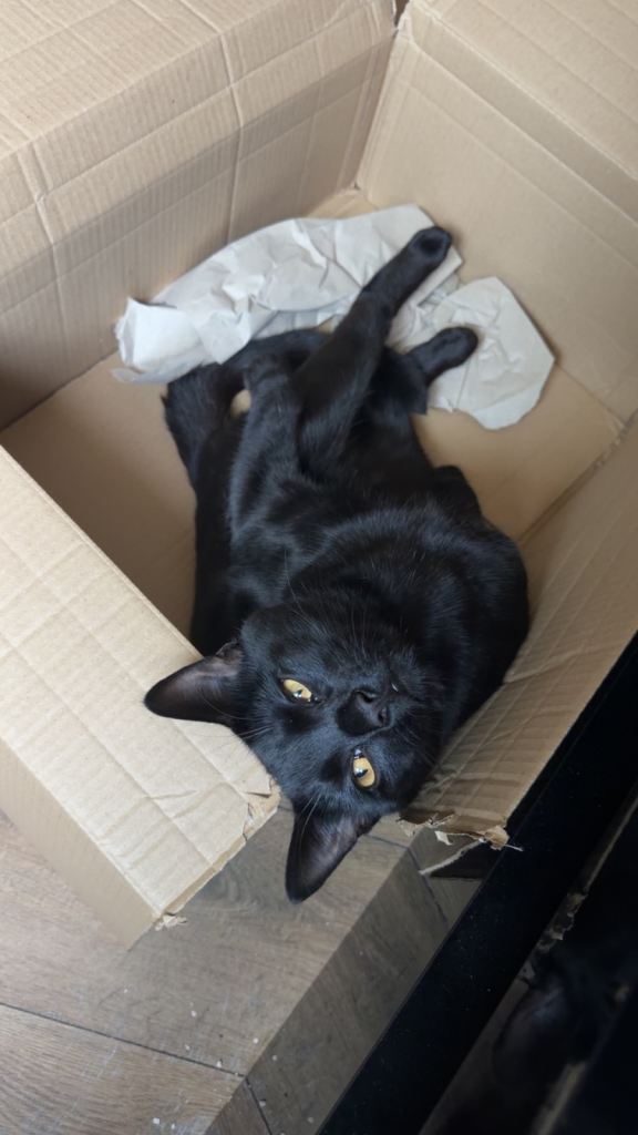 Bombay cat 