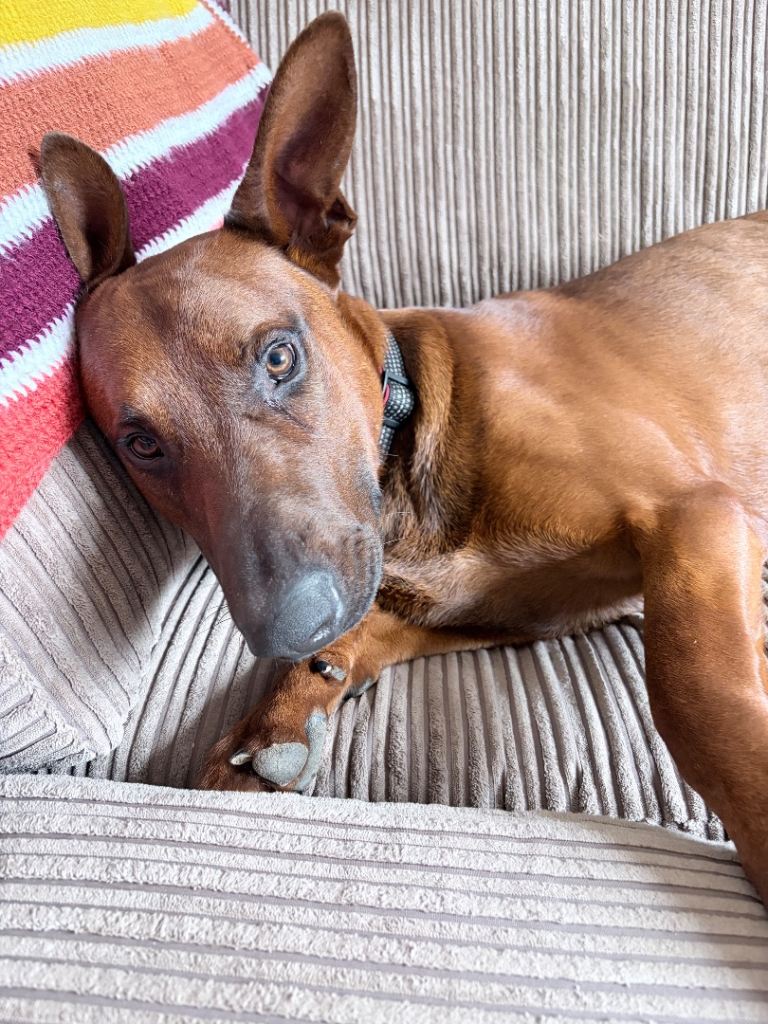 11 months old Malinois cross