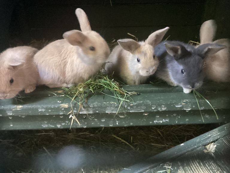 Half mini Rex 