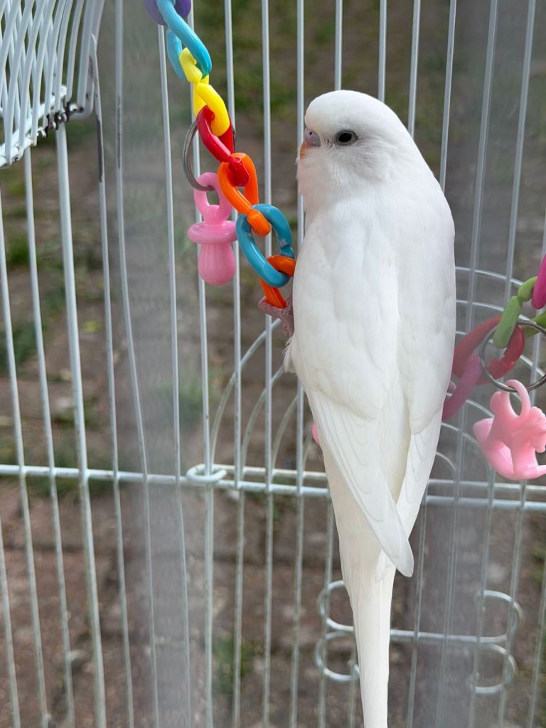 Budgies for sale Norbury