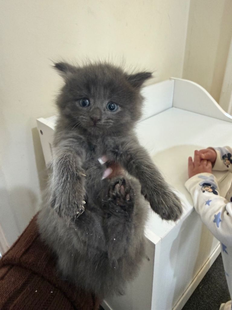 Maine coon cross kittens 
