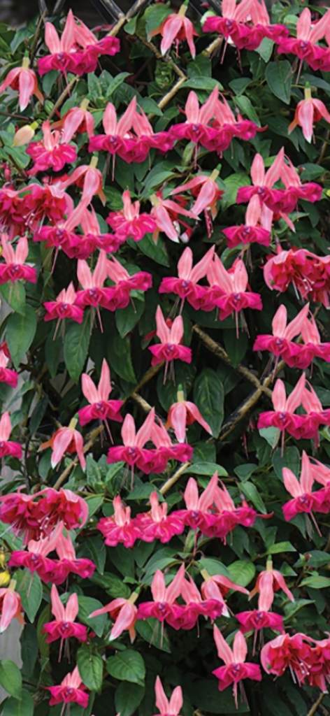 Fuchsia 'Garden News' / 'Pink Fizz' - Trailing Pink Flowers