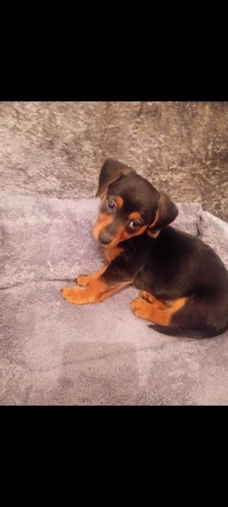 Dachshund x yorkshire terrier