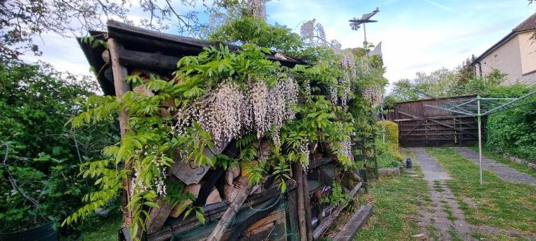White flowering garden wisteria plants climbing plants