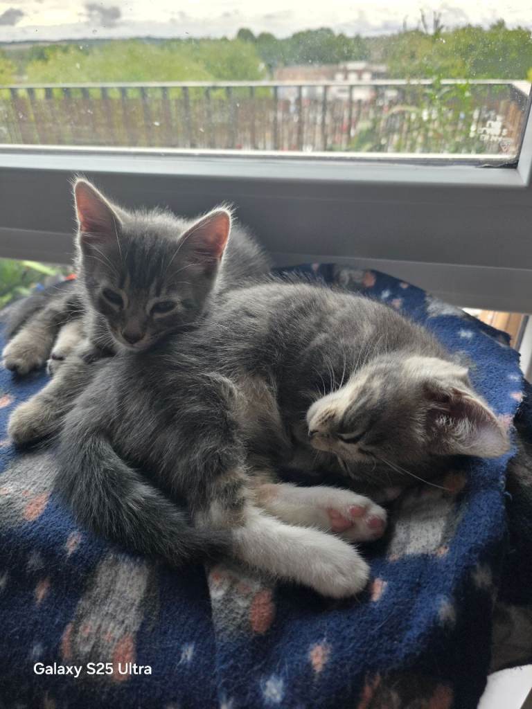 Kittens 9 weeks old 