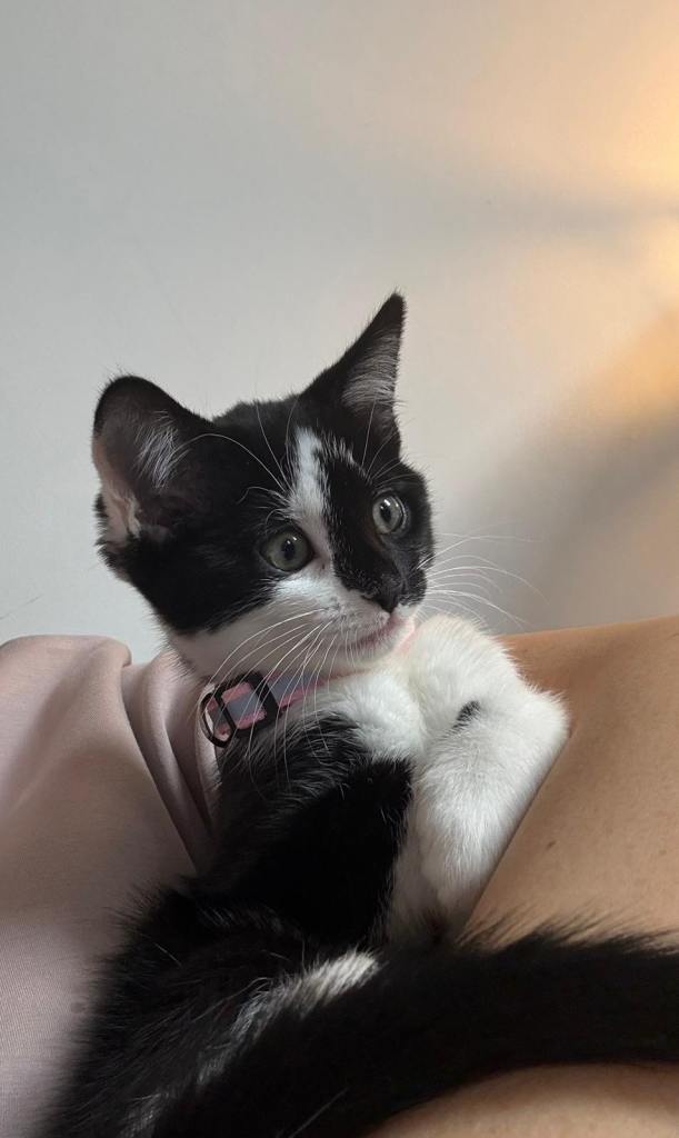 Kitten for sale