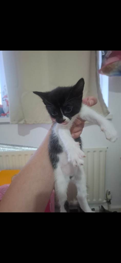 3 kittens for sale 8 weeks old 