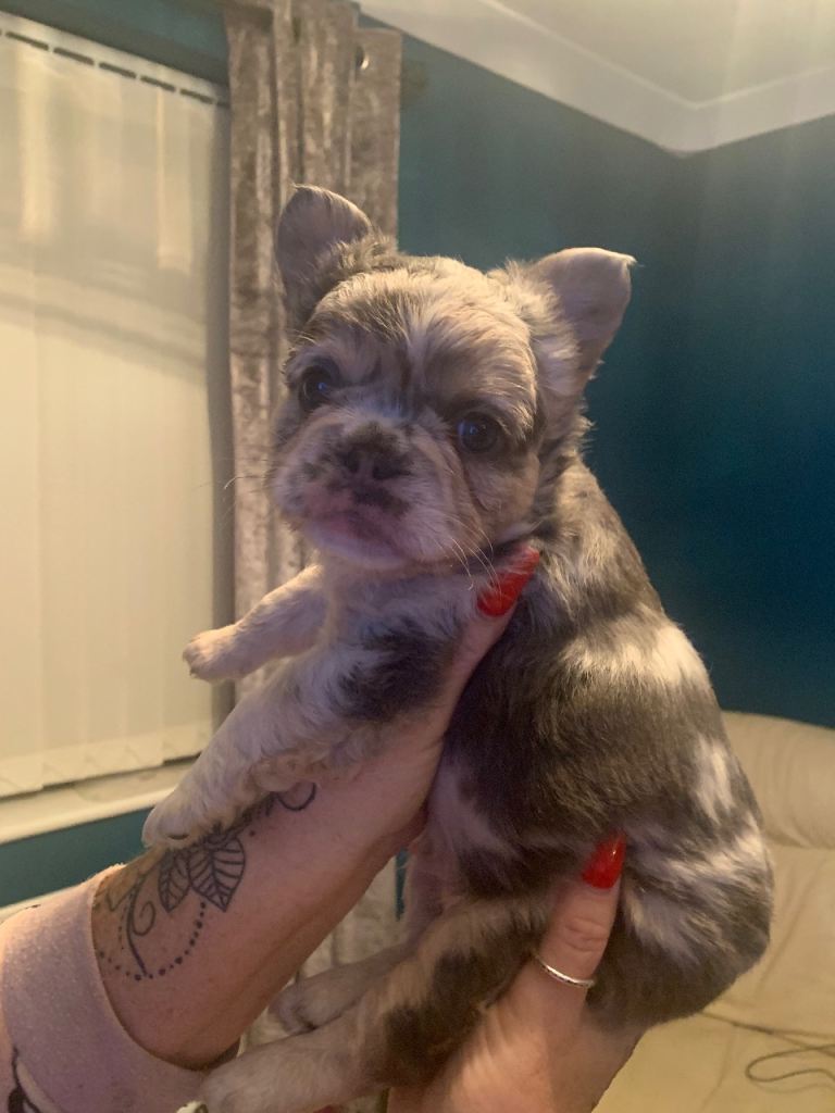 Quality fluffy French Bulldog pups 