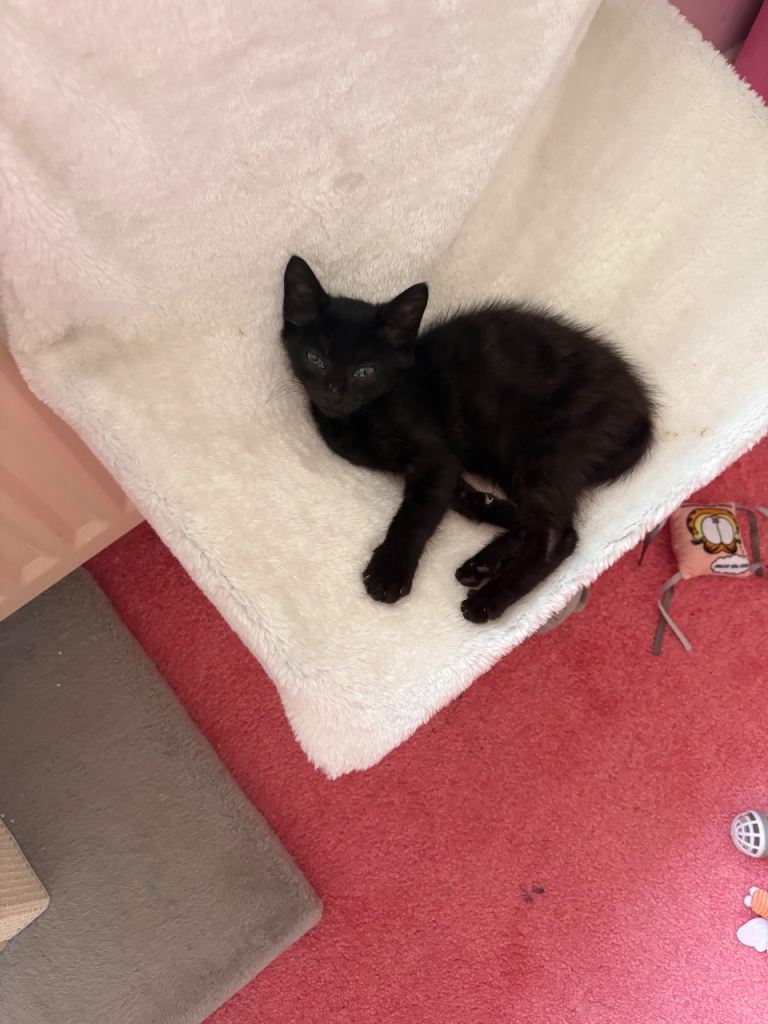 Male and female kittens ready now 