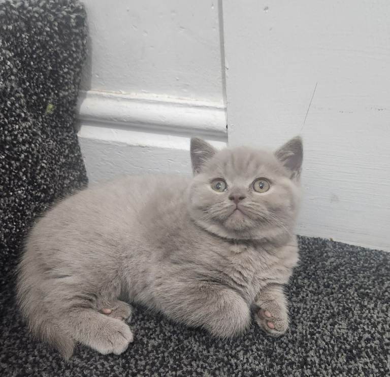 ❗️rare fawn british shorthair kittens 