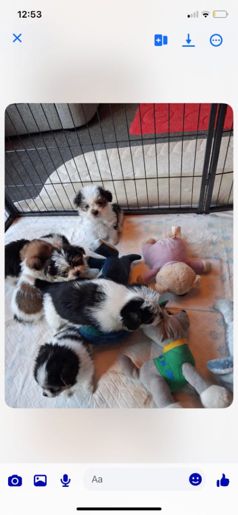 Shih Tzu X Jack Russell Puppies 