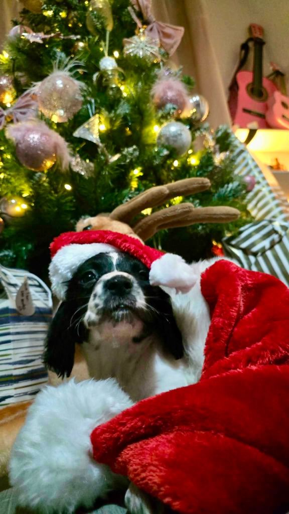 KC registered English Springer Spaniel Puppies 