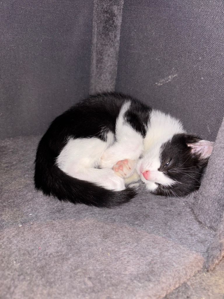 Polite kitten looking for a home