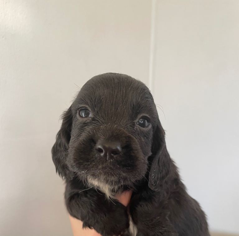 Cocker spaniel puppys