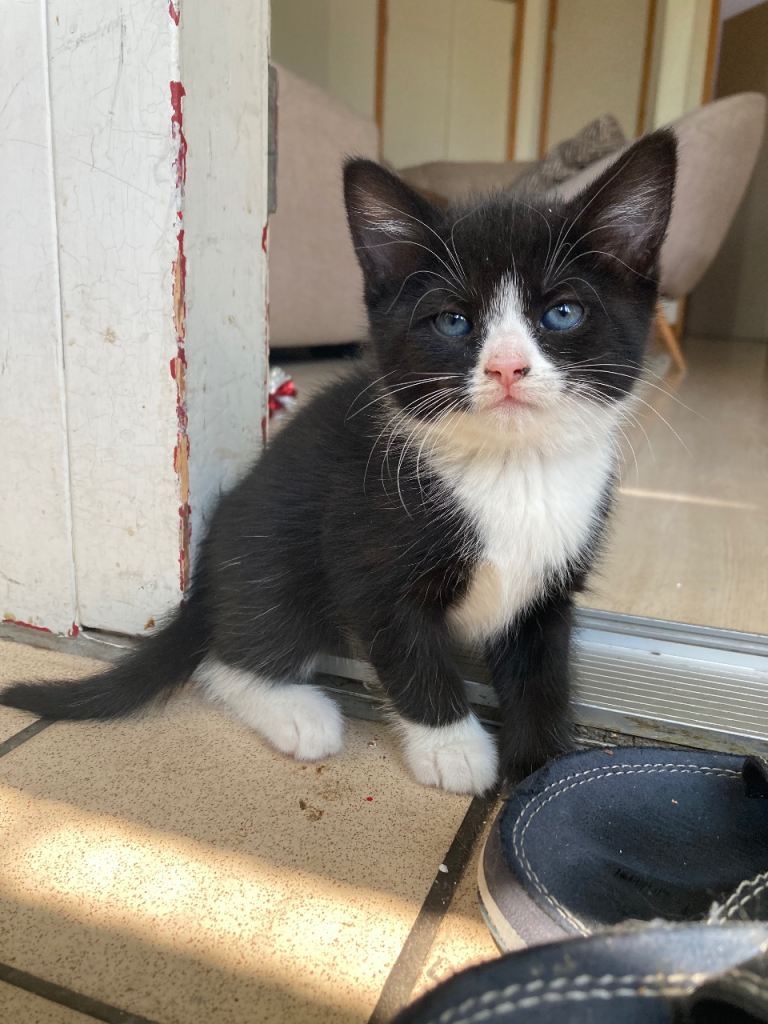 Adorable Tuxedo Kittens 