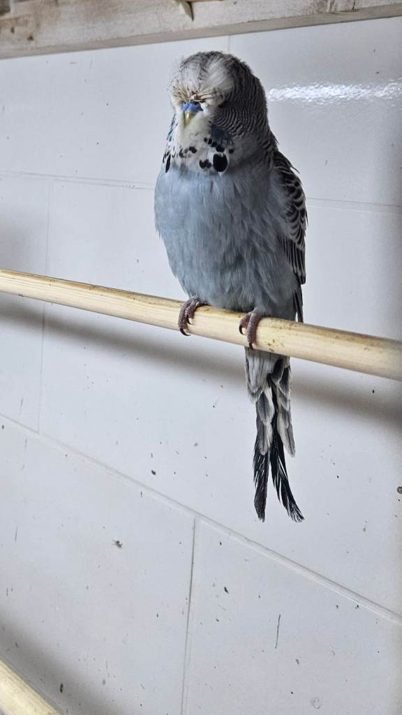 Young budgies   sold