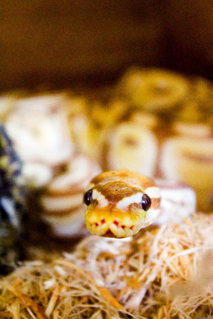 Banana Het Albino Ball Python + Full Setup