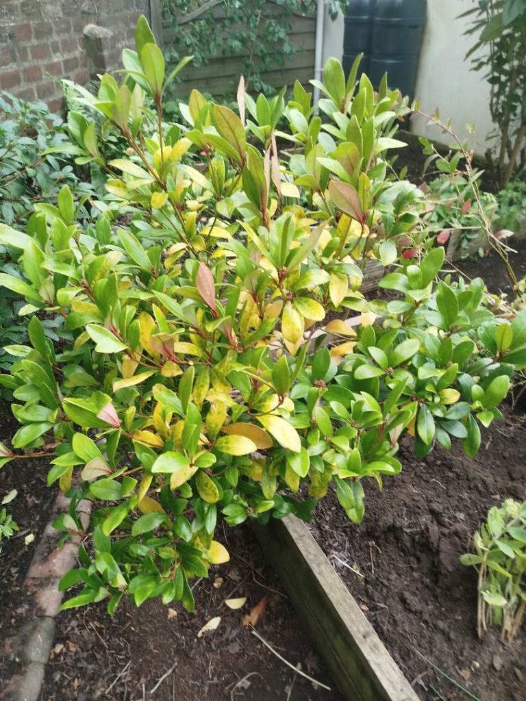 Garden shrubs and perennials for Sale