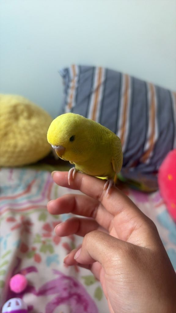 1 budgies left  alll gone  hand tamed