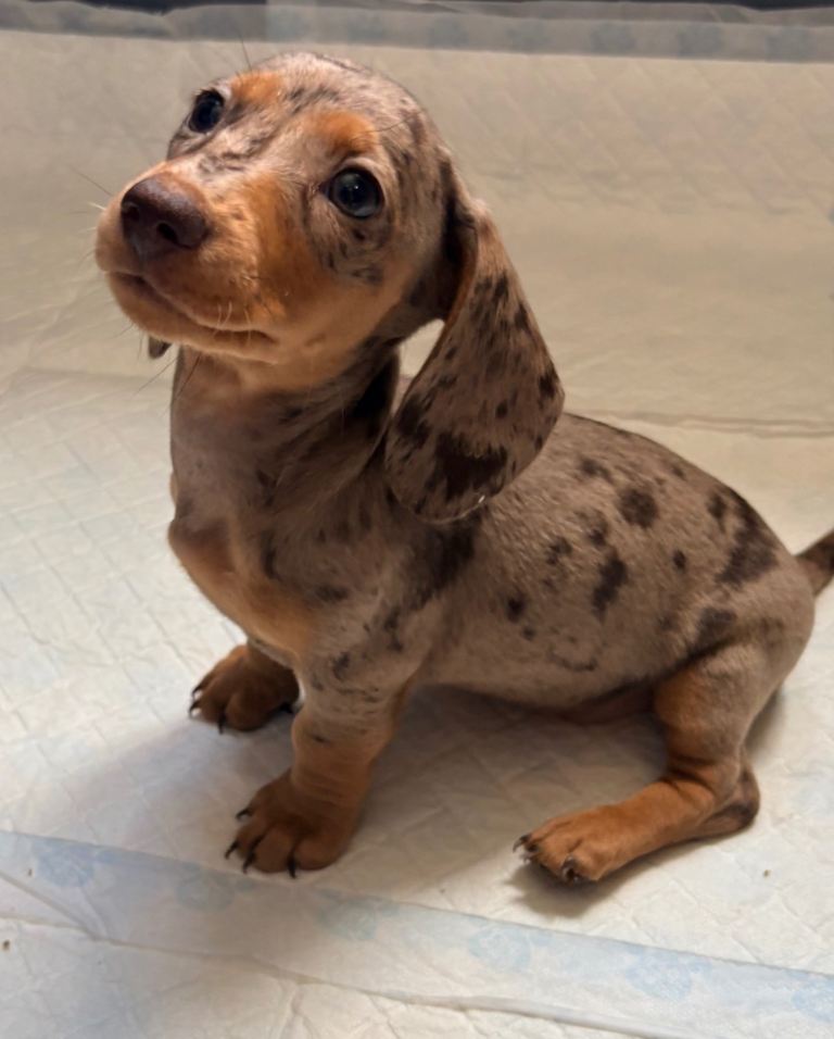 Outstanding chocolate and cream miniature dachshund puppies 