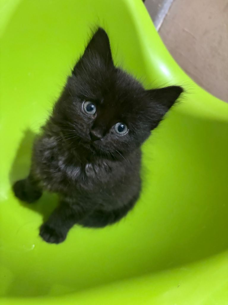 6 Beautiful Kittens – Ready now 2 left 