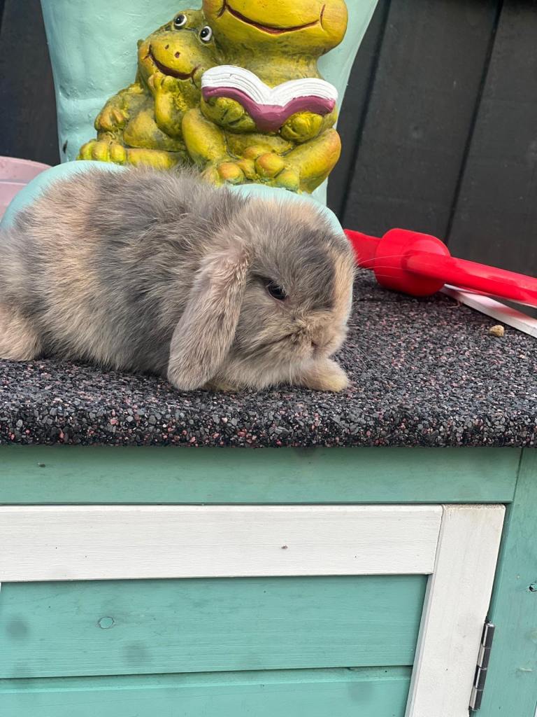 Bunnies for sale 