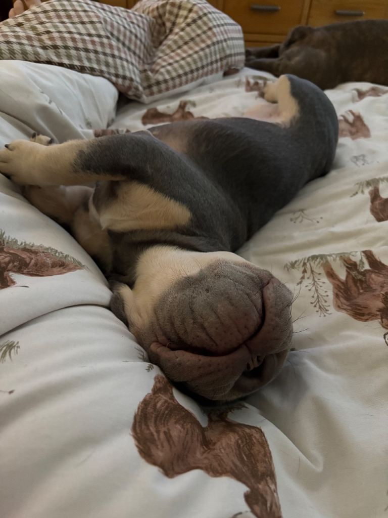 7 month old frenchie puppy 