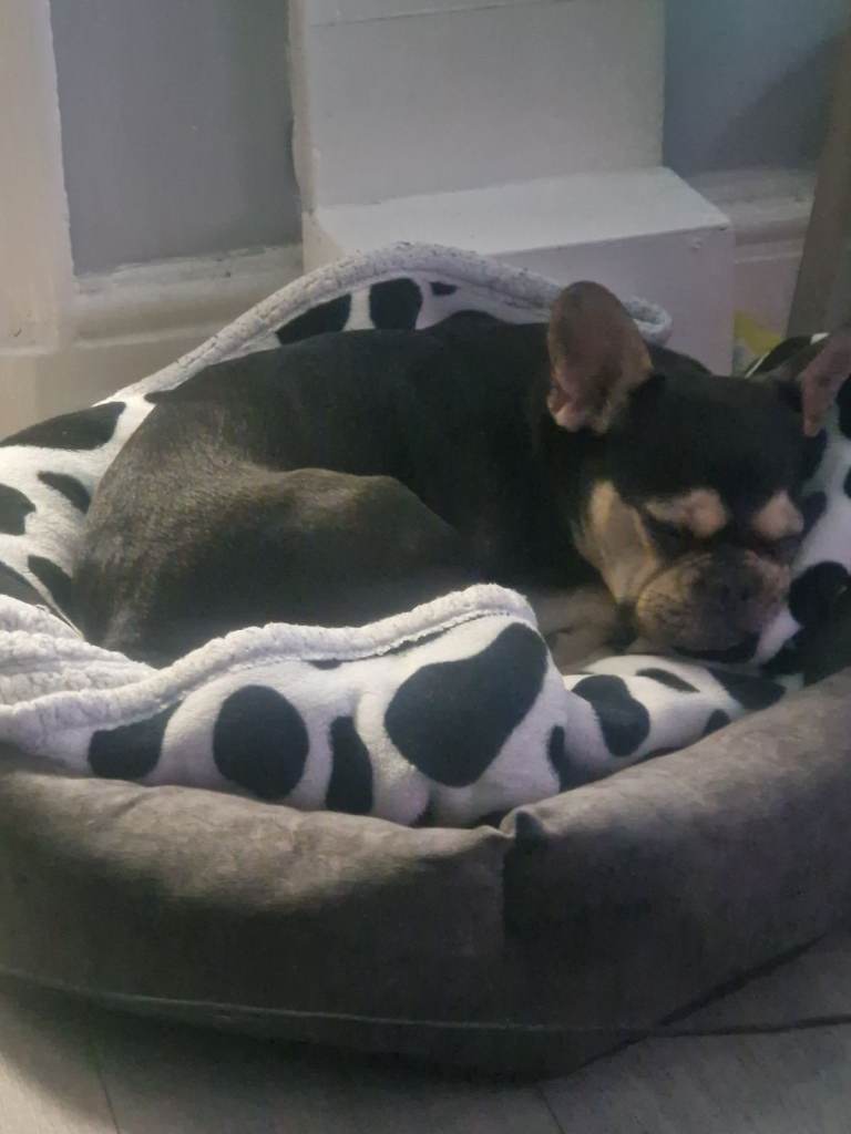 French bulldog for sale