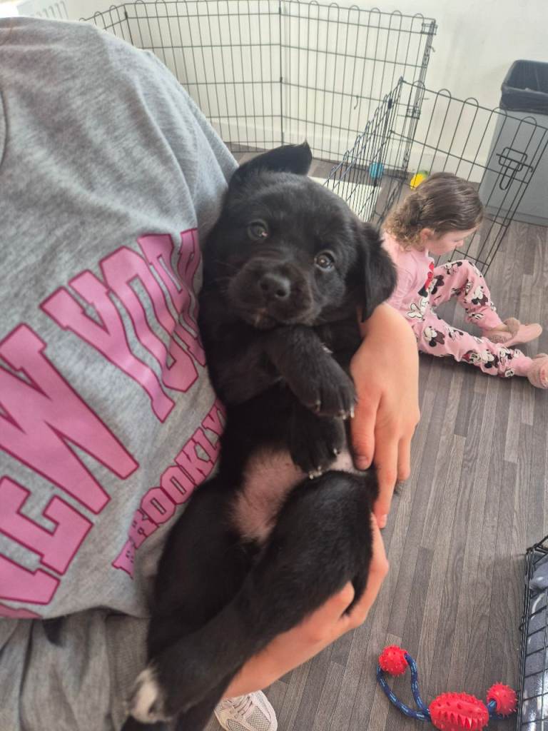Beautiful puppy for sale