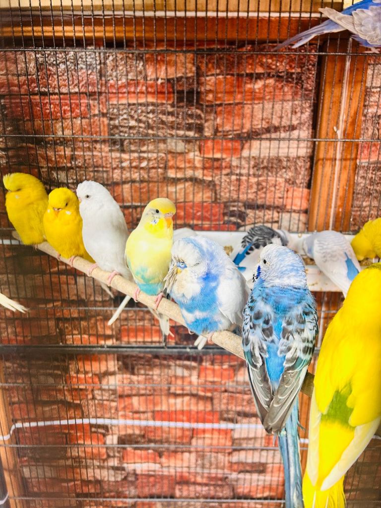 Beautiful budgies for sale 