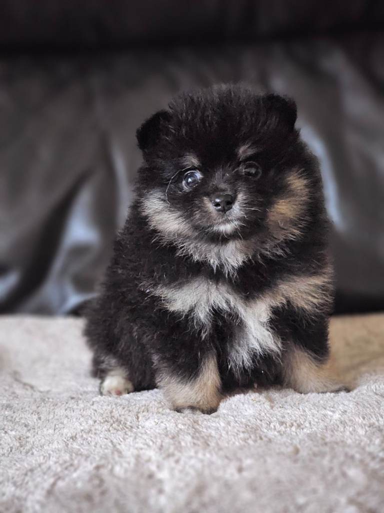 1 pomeranian baby boy