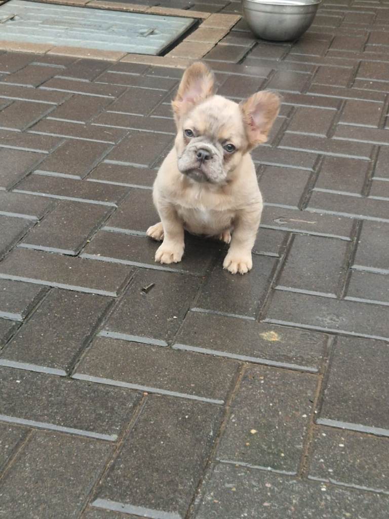 Fluffy merle female french bulldog puppy