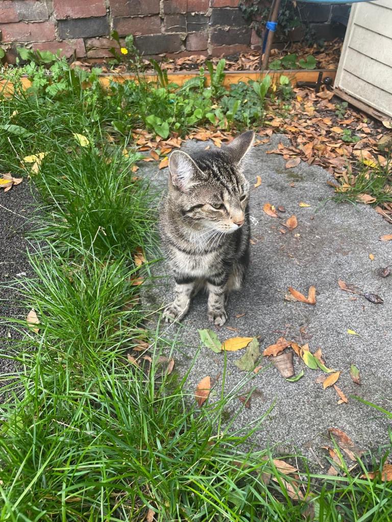 Absolutely stunning half Bengal cat £100