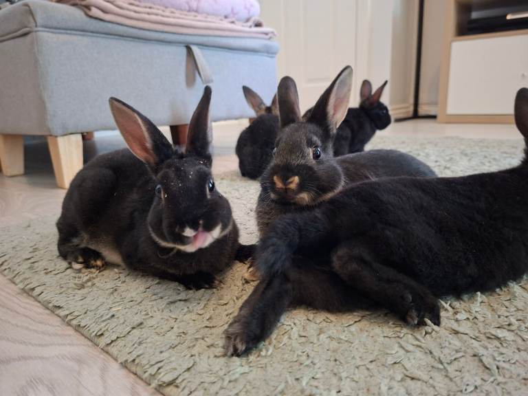 Bunny Rabbits 4xMale