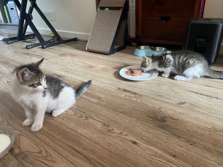 Kittens 8weeks old